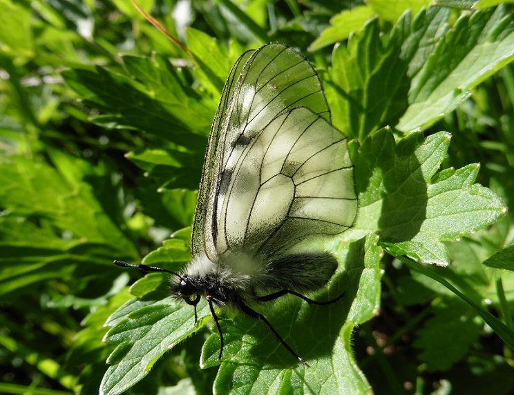 Parnassius mnemosyne